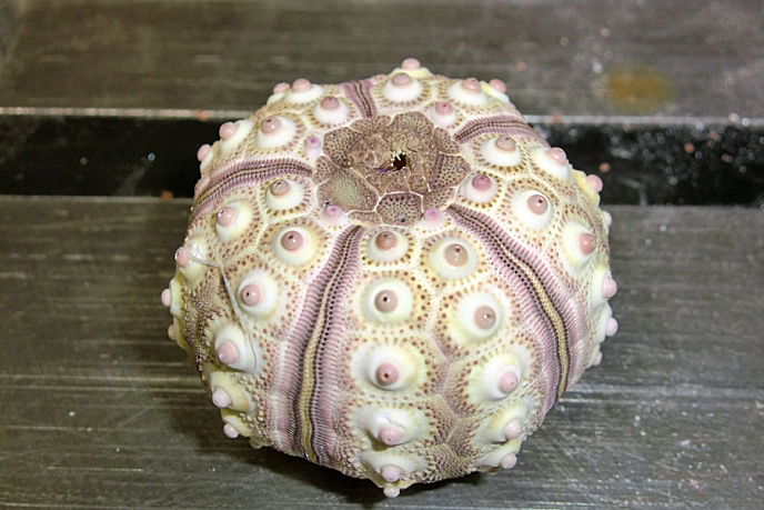 Sputnik Sea Urchin Shell