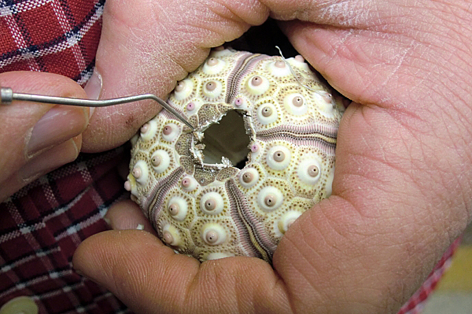 Sputnik Sea Urchin Ornament